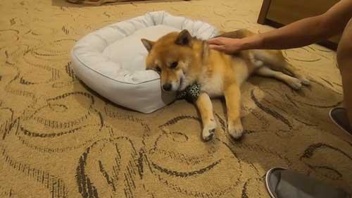 旅行に行った柴犬