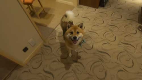 そわそわする柴犬