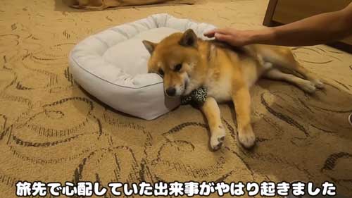 寝付けない柴犬