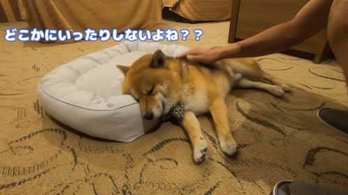寝付けない柴犬
