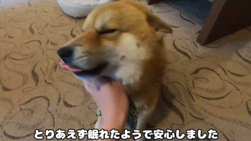 起きた柴犬