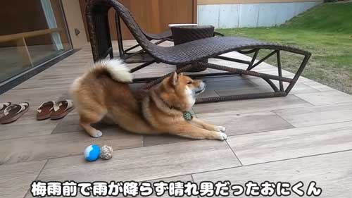 元気な柴犬
