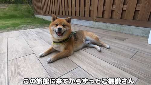ご機嫌な柴犬