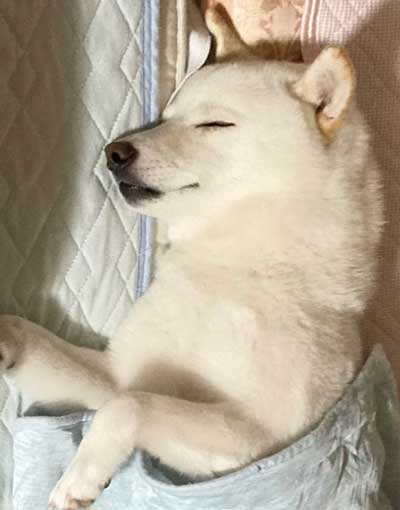 柴犬 祖父母 布団の間 寝てる 愛おしい 寝顔