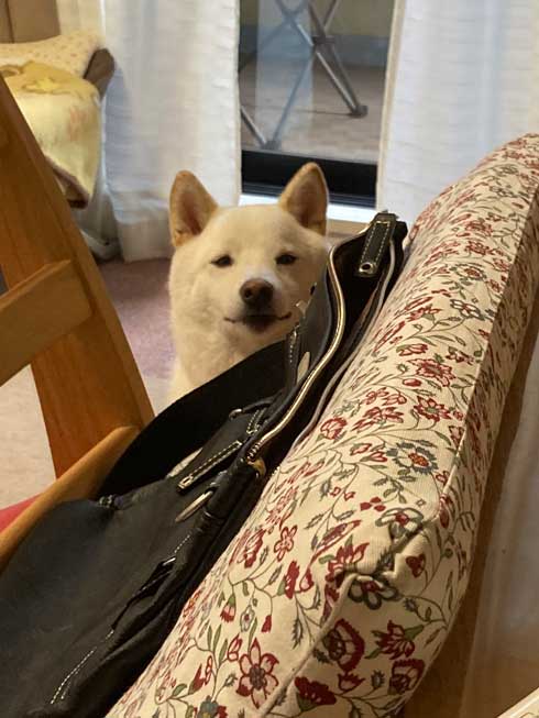 柴犬 祖父母 布団の間 寝てる 愛おしい 寝顔