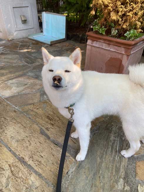 柴犬 祖父母 布団の間 寝てる 愛おしい 寝顔