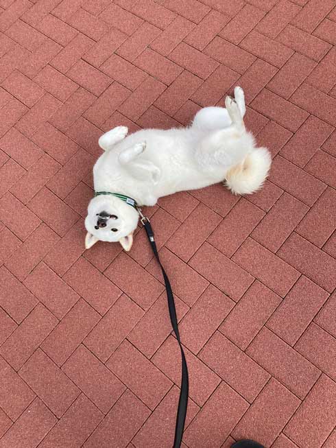 柴犬 祖父母 布団の間 寝てる 愛おしい 寝顔