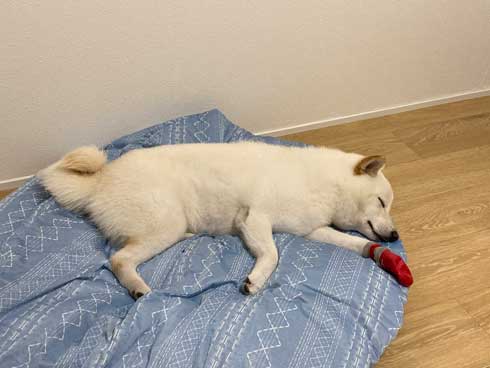 柴犬 祖父母 布団の間 寝てる 愛おしい 寝顔