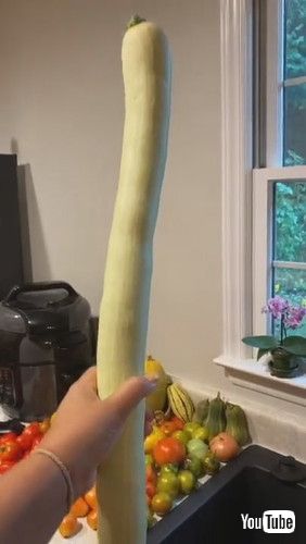 「Massive Zucchini Surprises Sibling || ViralHog」