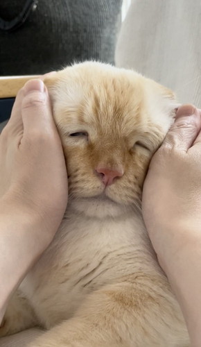 猫仙人