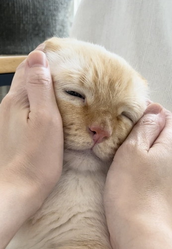 なでられてとくん