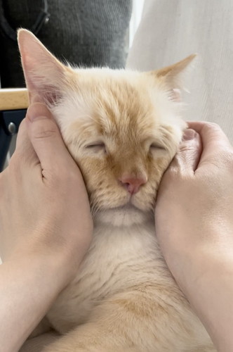 なでられてとくん