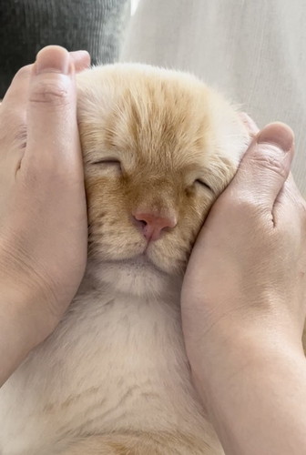 なでられてとくん