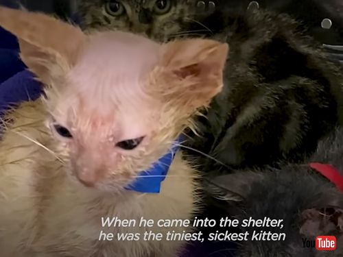  お世話をしてくれたスタッフの肩に乗る子猫