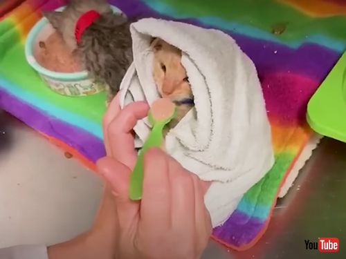  お世話をしてくれたスタッフの肩に乗る子猫