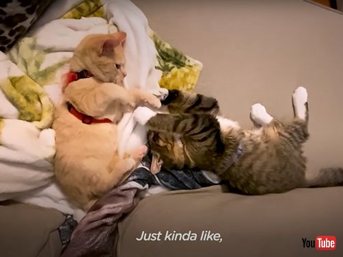  お世話をしてくれたスタッフの肩に乗る子猫