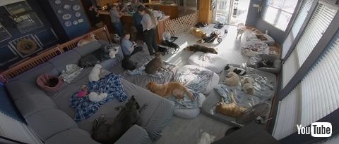 自由に過ごすシニア犬たち