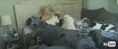 ベッドで寝るシニアの犬たち