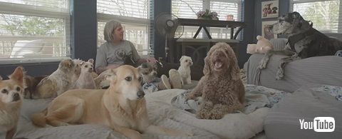 午睡するシニア犬たち