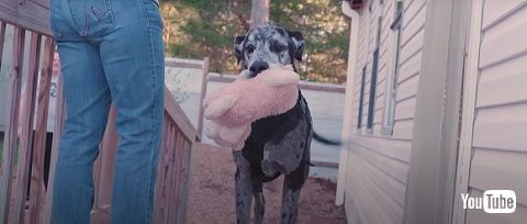 追いかけるシニア犬