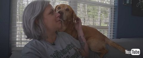 甘えるシニア犬