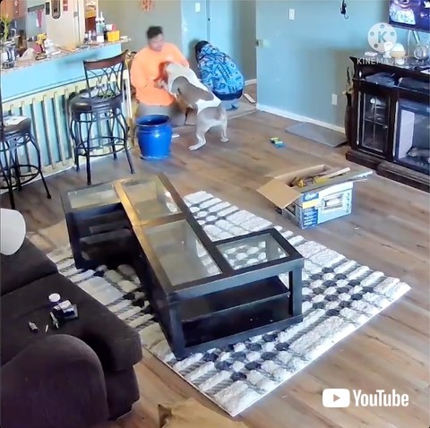 修理業者と踊る犬