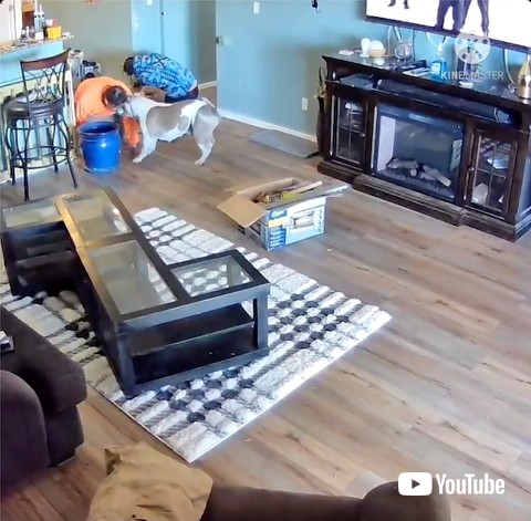 綱引きをする犬