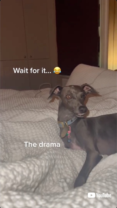 ベッドをたたく犬