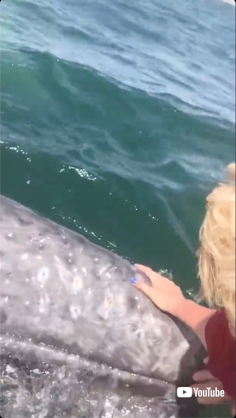 なでられるクジラ