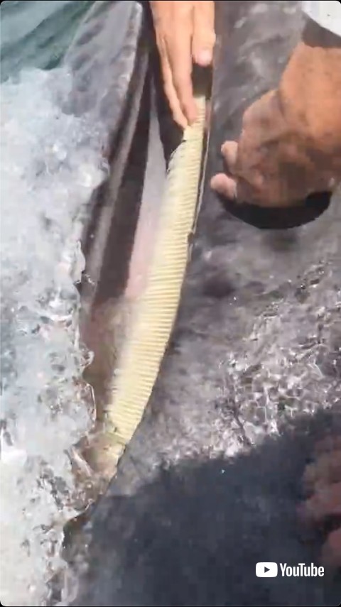 口を開けるクジラ