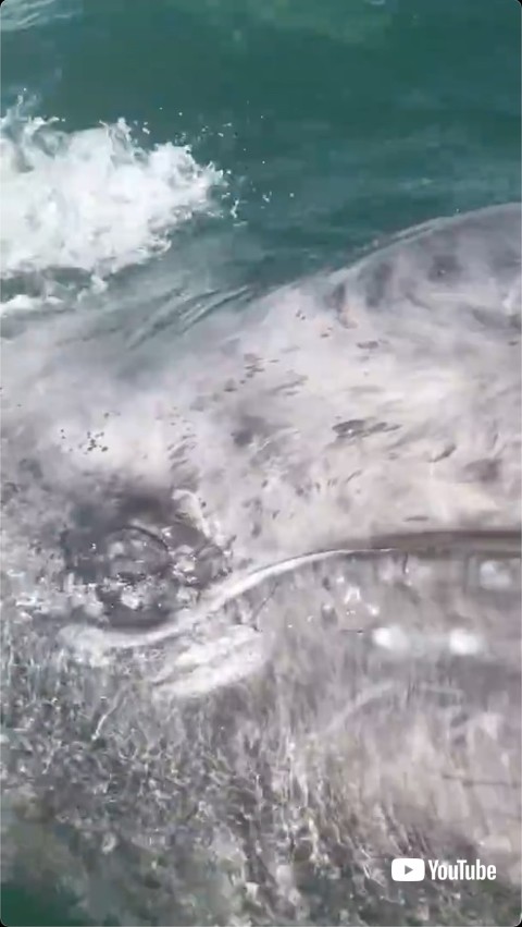 目を細めるクジラ