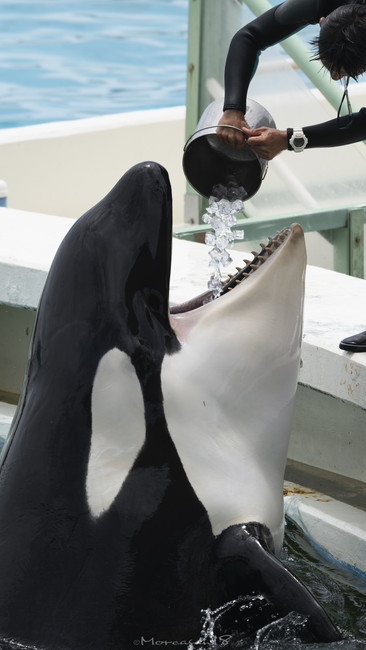 氷とシャチ