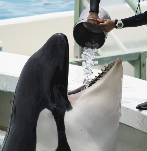 口をあけるシャチ