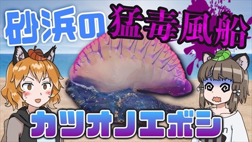 カツオノエボシ