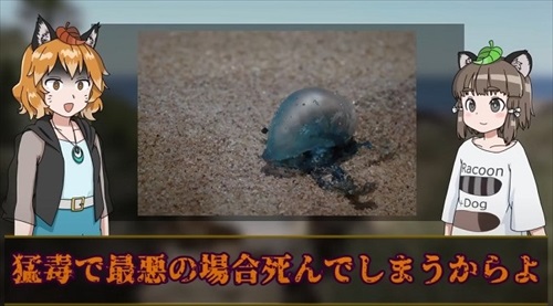 カツオノエボシ