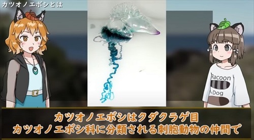 カツオノエボシ