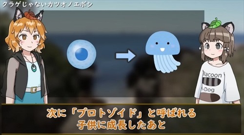 カツオノエボシ