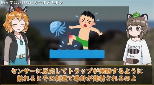 カツオノエボシ