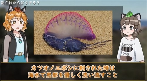 カツオノエボシ