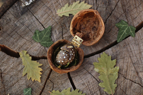 クルミの中の小さな動物