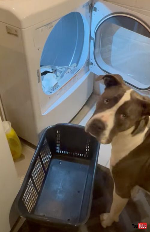 イタリアン・コルソ・ドッグ