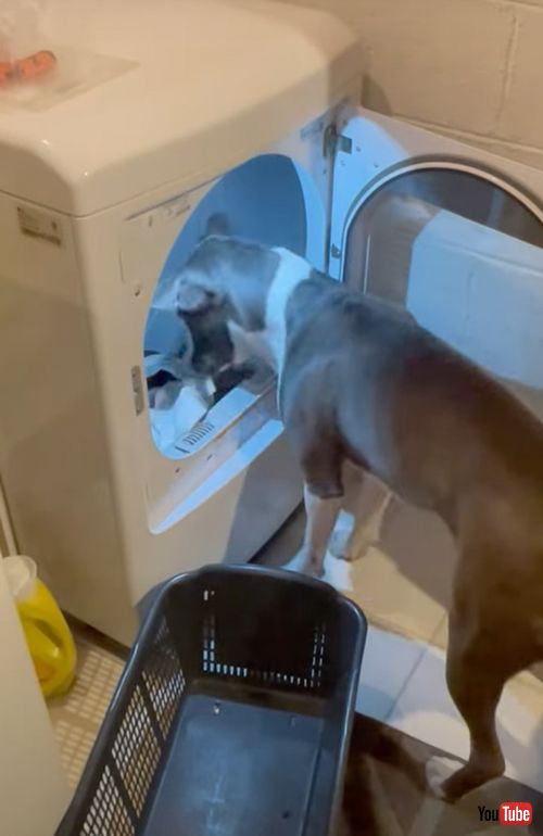 家事を手伝うワンコ