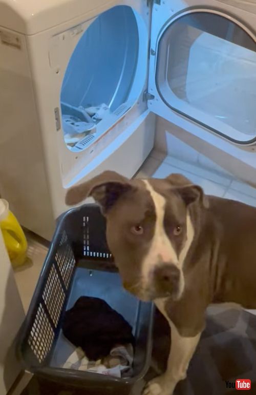  洗濯を手伝ってくれるワンコ