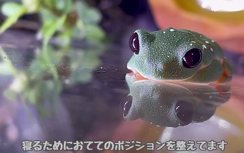 寝る準備をするカエル