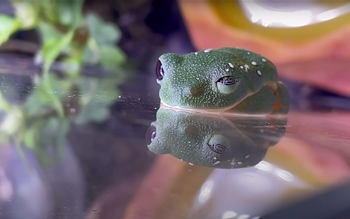 ウインクするカエル