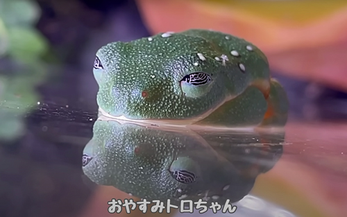 スヤァなカエル