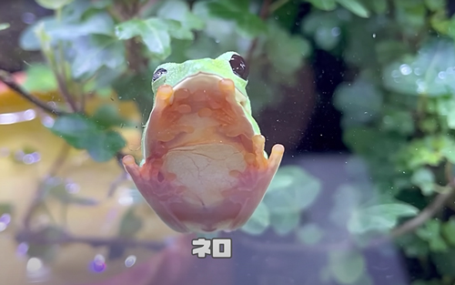 眠たそうなカエル