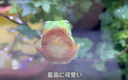カエルが寝る瞬間