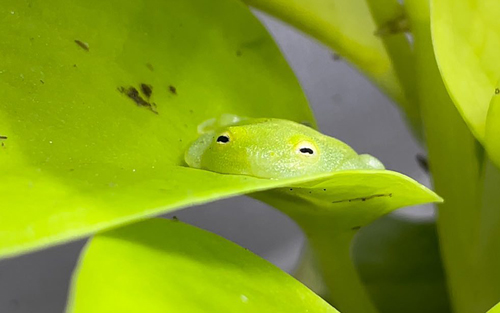 フライシュマンアマガエルモドキ