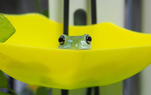 イエアメガエル